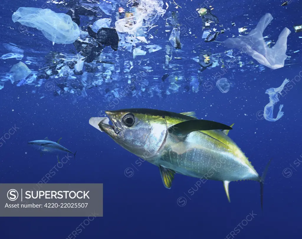 Yellowfin tuna, Thunnus albacares eating a styrofoam cup. Plastic bags and a lot of other plastic garbage drift through oceans driven by wind and ocean currents. And sometimes they pile up in dense dumps in the ocean gyros. This tuna, as many other marine.     Date: 