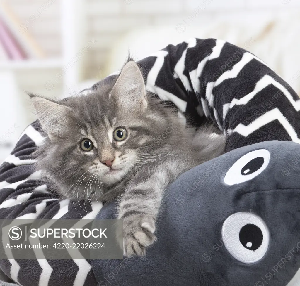 Norwegian Forest Cat, kitten with soft toy snake.     Date: 