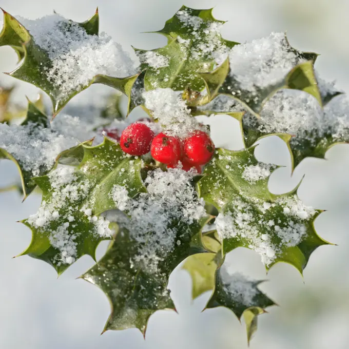 Holly &#x420;with frosted berries 