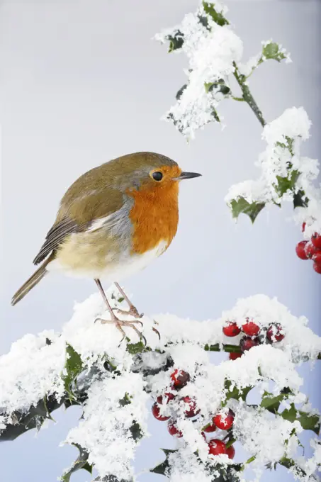 Robin - on snow covered holly (Erithacus rubecula). Bedfordshire - UK.