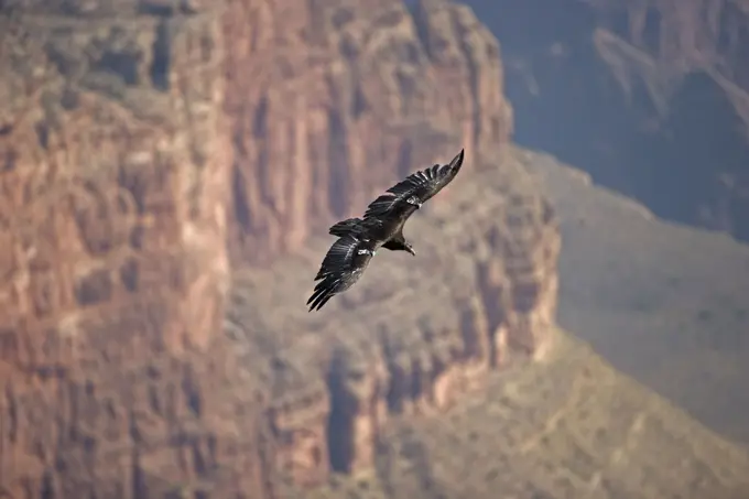 California Condor - in flight over canyon (Gymnogyps californianus). Grand Canyon National Park, Arizona, USA. Endangered species, first reintroduced to Arizona in 1996. Now breeding in the wild in the Grand Canyon, Vermillion cliffs area.