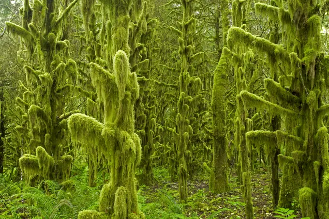 Moss Covered old growth forest. Tillamook area, Oregon, USA.