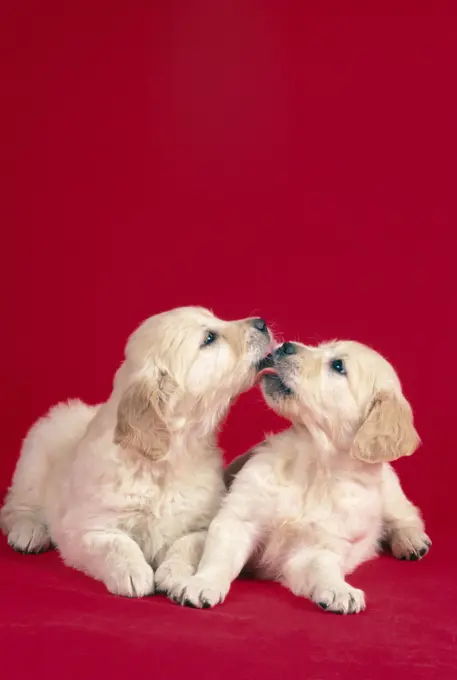 DOG - Puppies kissing 