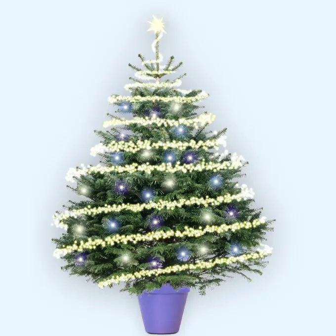 Christmas Tree - Nordmann&#x573; Fir (Caucasian Fir) variety - with Christmas lights and decoration. (Abies nordmanniana)