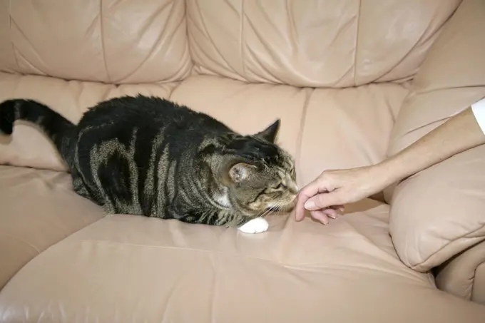 CAT - sniffing person's hand 