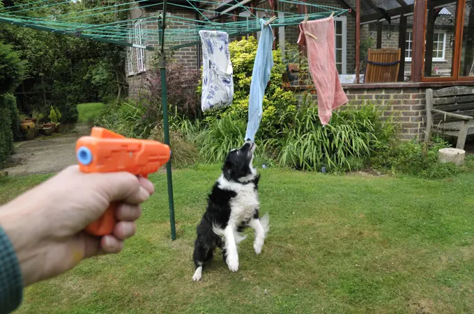 DOG. owner using water pistol in training for bad behaviour 