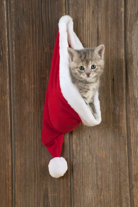 CAT - Kitten (6 weeks) in Christmas hat 