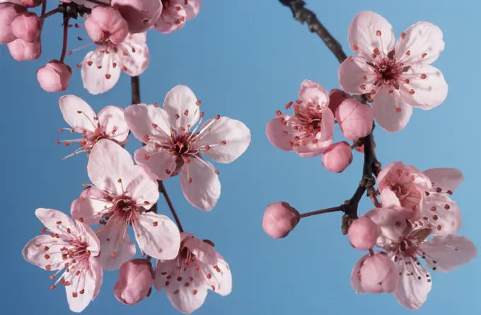 Bush cherry / Japanese almond cherry / Japanese bush cherry (Prunus japonica)