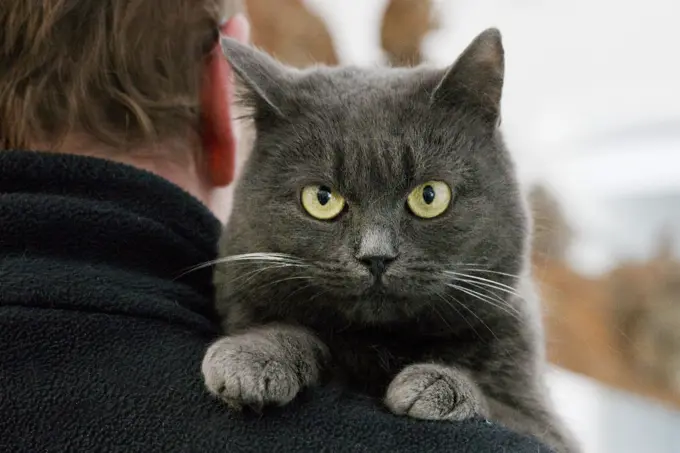 Cat - grey cat looking over mans shoulder 