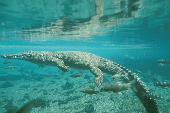 Nile Crocodile - underwater (Crocodylus niloticus). Kenya.