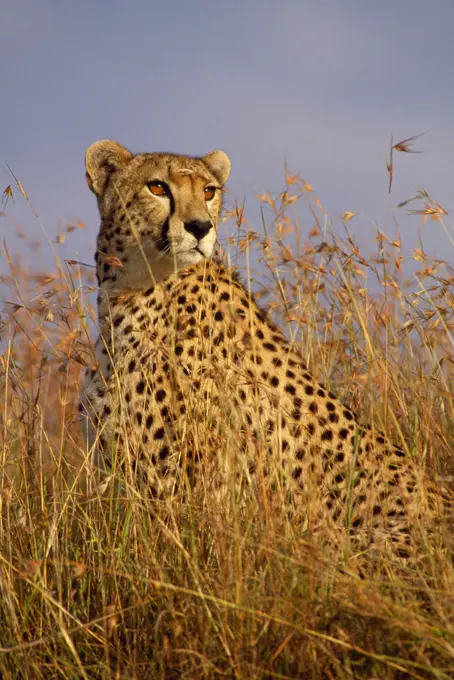 Cheetah (Acinonyx jubatus). Maasai Mara, Kenya, Africa.