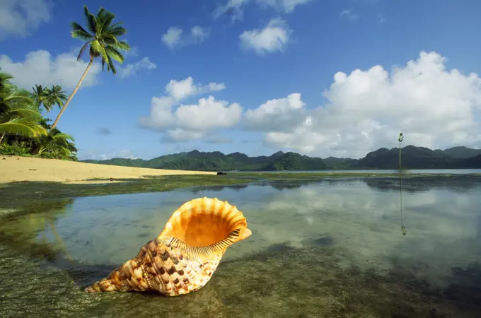 Giant Triton Shell  (Charoura tritoucs ). Matangi Island Fiji.