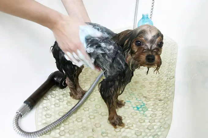 Dog - Yorkshire Terrier being shampooed and washed in bath. Series.