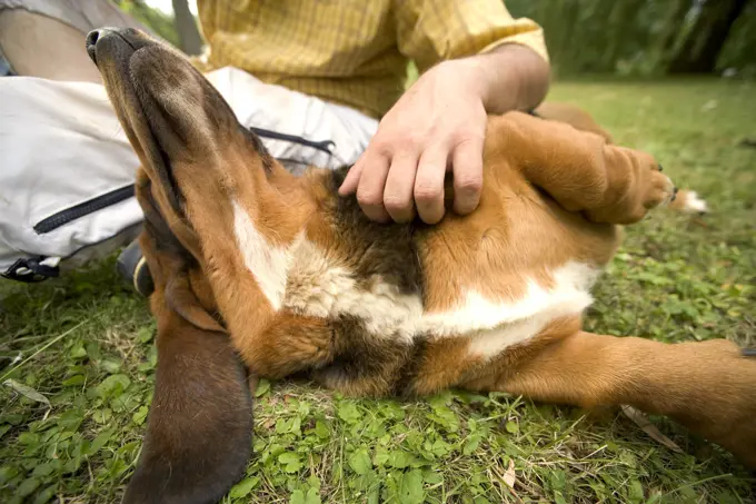 Dog - Basset hound being stroked by owner 