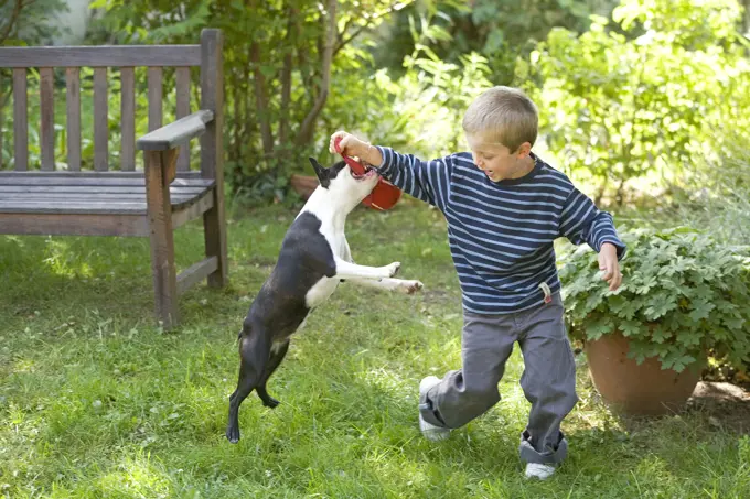 Dog - Boston Terrier playing in garden with young boy 