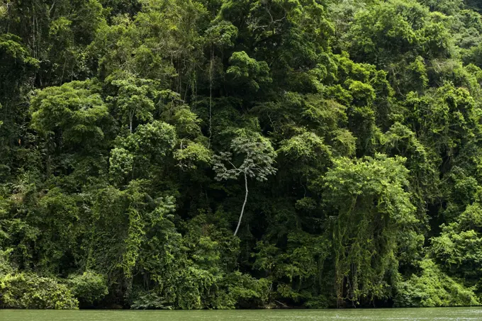 Rio Dulce region - Rainforest . Guatemala.