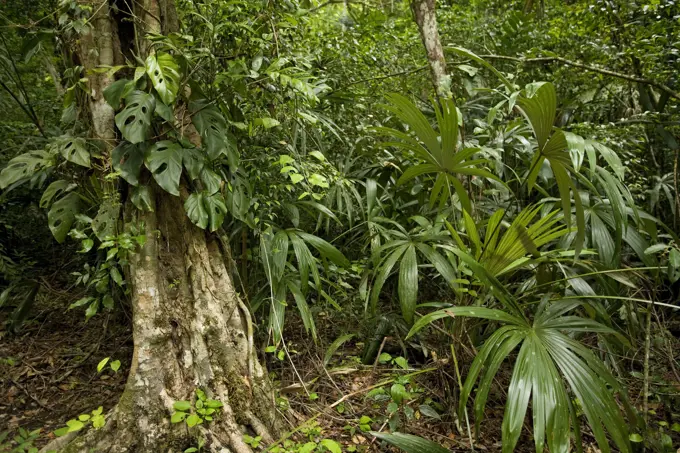 Guatemala - rainforest 