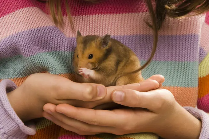 Girl - holding pet Golden hamster 