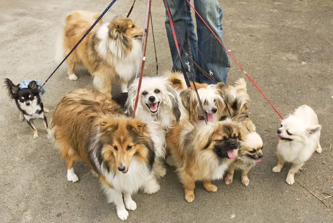 Professional Dog Walker - with nine dogs 