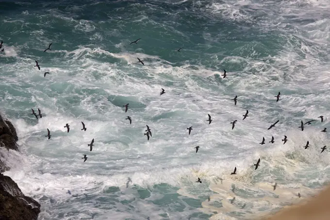 Birds in flight . Paracas National Reserve - Peru.