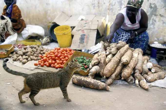 Cat - on the Island of Lamu. Kenya - Indian Ocean.