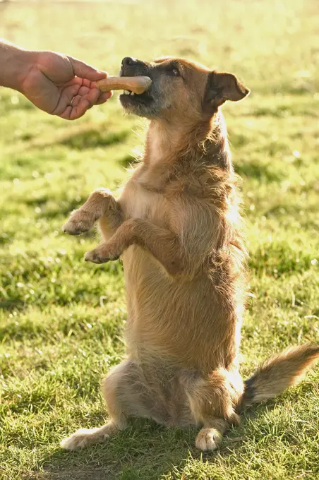 Dog - Mongrel performing tricks to earn treat 