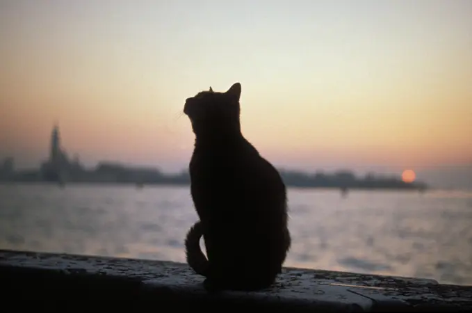 Cat on stone wall at sunset. Venice - Italy.