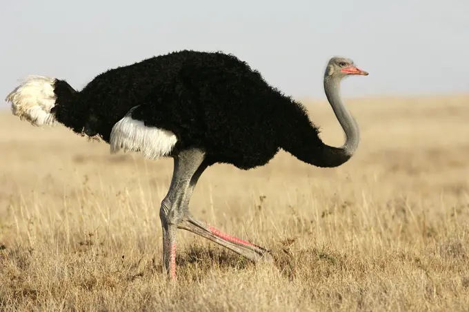 Ostrich. (Struthio camelus). Nakuru - Kenya - Africa.