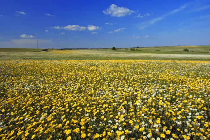 Meadows of wildflowers . Alentejo, Portugal.