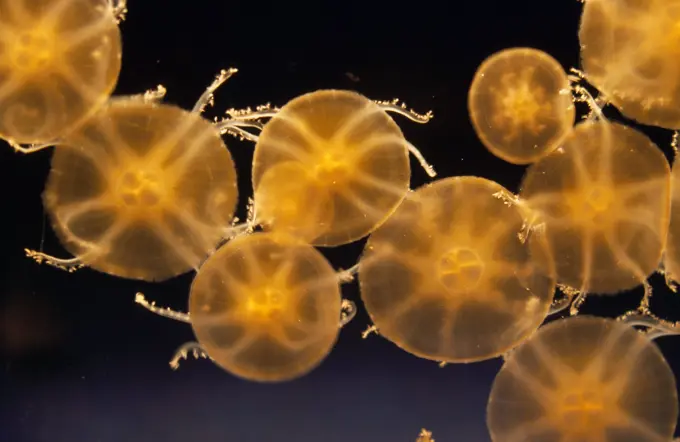 Upside-down JELLYFISH - mass (Cassiopea)