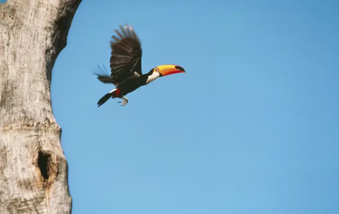 Toco TOUCAN - leaving nest hole (Ramphastos toco). Brazil. Distribution: The Guianas, N &amp; E Brazil.