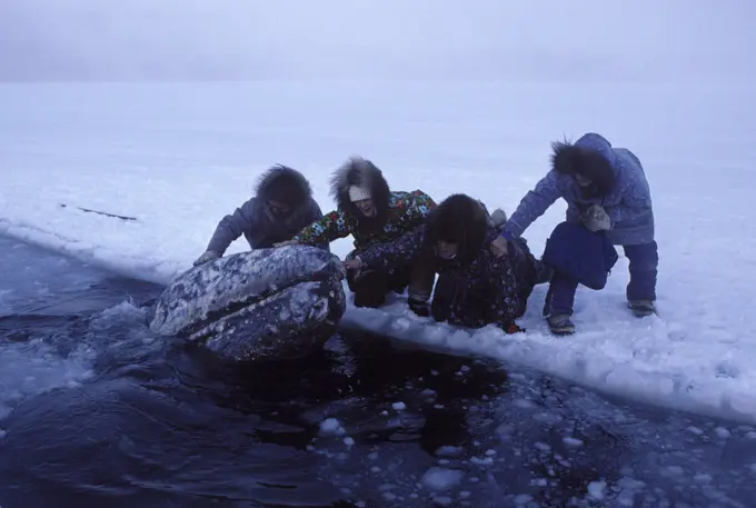 California Grey whale - Grey whales trapped in ice (Eschrichtius robustus). near Barrow, Alaska, October 1988.