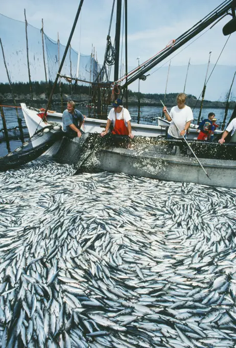 FISHING - Seining a Herring weir. New Brunswick, Canada. North Atlantic.