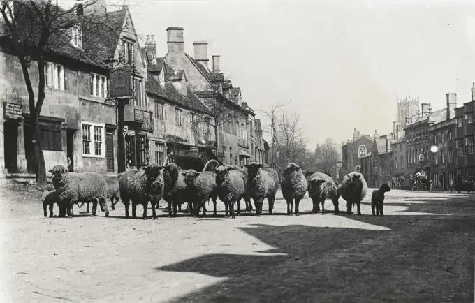 A flock of sheep outside the George &amp; Dragon Inn in the High Street at Chipping Campden, Gloucestershire (in the Cotwolds).  circa 1920