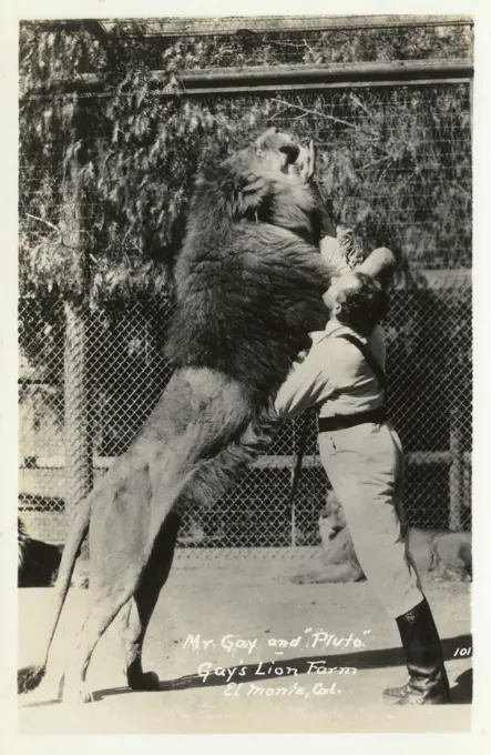 Gay's Lion Farm, El Monte, California, USA, showing Mr Gay and the lion Pluto.   20th century
