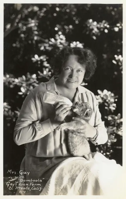 Gay's Lion Farm, El Monte, California, USA, showing Mrs Gay feeding the lion cub Bamboola with milk from a bottle.   20th century