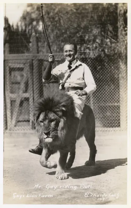 Gay's Lion Farm, El Monte, California, USA, showing Mr Gay riding Pluto the lion.   20th century