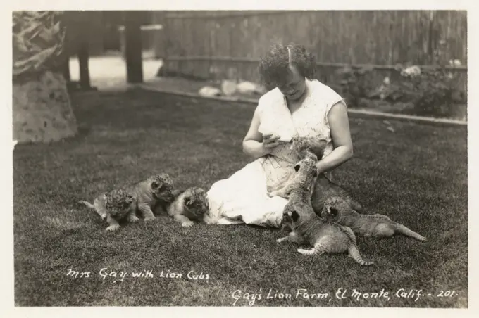 Gay's Lion Farm, El Monte, California, USA, showing Mrs Gay feeding lion cubs with milk from a bottle.   20th century