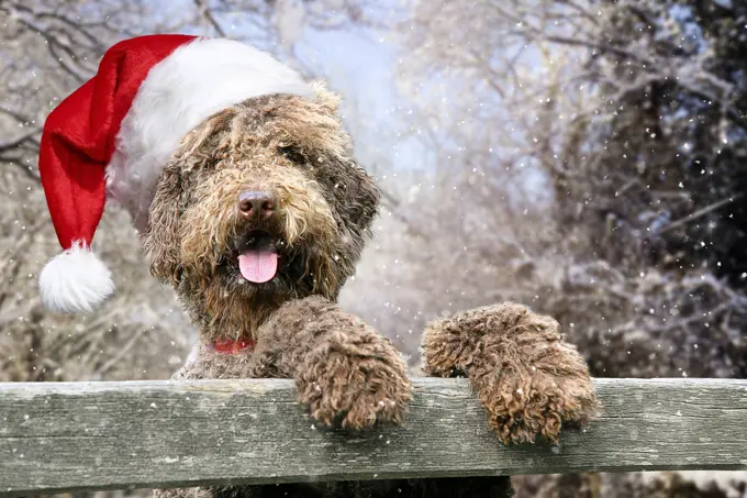 Dog - Brown Labradoodle wearing Christmas hat in winter snow scene with front paws on gate and tongue sticking out  Digital Manipulation     Date: 