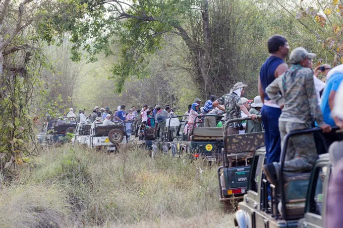 Jeep Safari in search of the Bengal Tiger Tadoba Andhari Tiger Reserve, Tadoba National Park, Maharashtra, India, Asia   Date: 