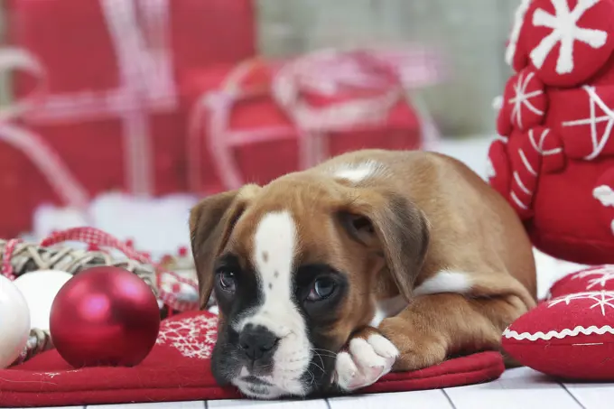 Dog  Boxer puppy. with Christmas decorations.     Date: 