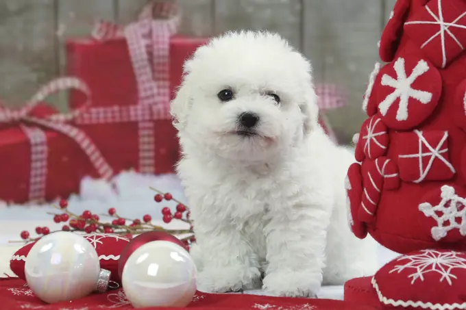 Dog  Bichon Frise puppy. with Christmas decorations.     Date: 