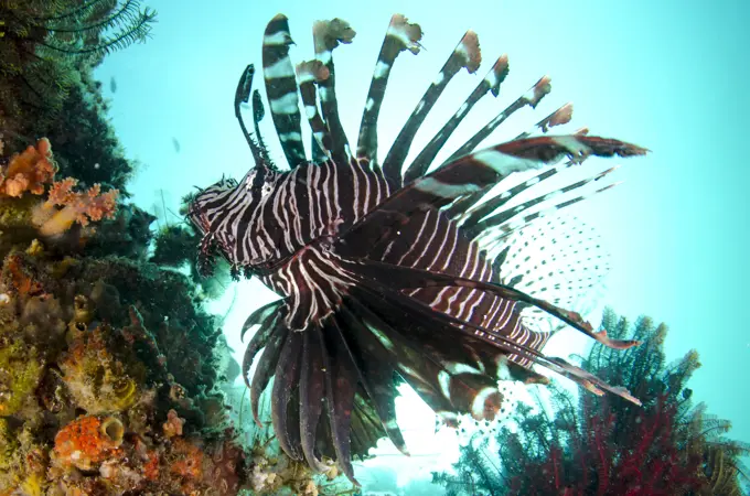 Common Lionfish against sun Yellow Wall of Texas dive site, Horseshoe Bay, Nusa Kode, south Rinca Island, Komodo National Park, Indonesia. Common Lionfish