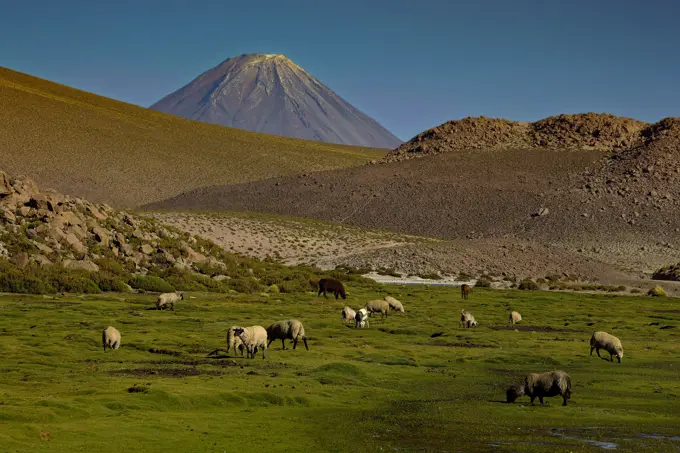 Sheep - Atacama - Chile. Chili