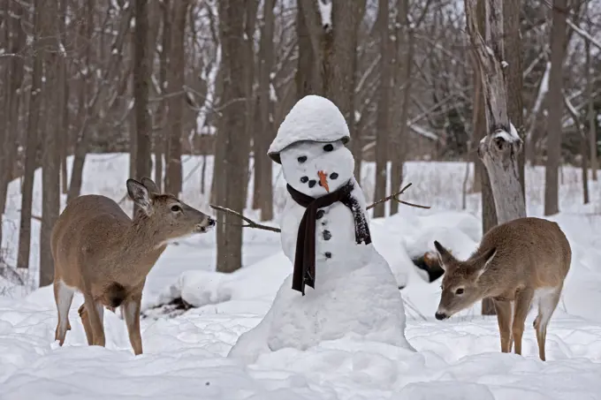 White-tailed Deer with snowman   Date: 