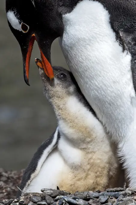 Gentoo Penguins  adult feeding chick on nest .     Date: 