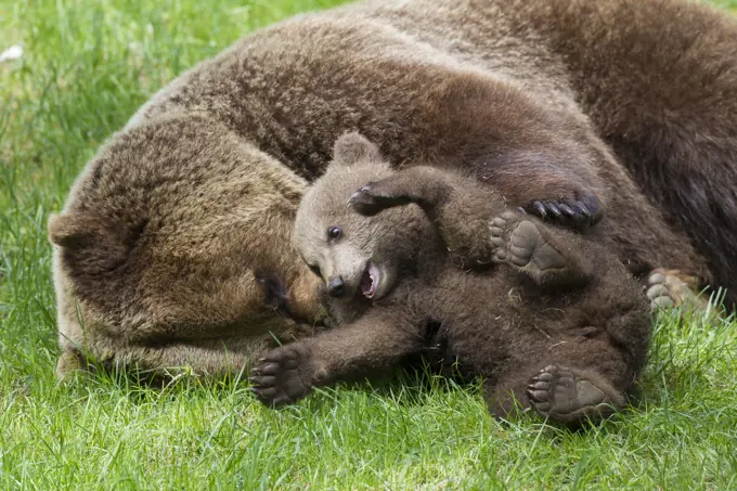 European Brown Bear  female plays with a cub.     Date: 