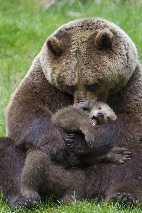 European Brown Bear  female plays with a cub.     Date: 