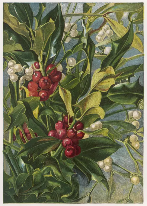  ILEX AQUIFOLIUM (HOLLY) and VISCUM ALBUM (MISTLETOE)    Date: 1863