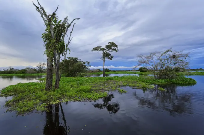 river Solimoes, flooded forest, Amazon, Mamiraua Reserve, Brazil river Solim&amp;,x1e6;es, flooded forest, Amazon, Mamirau Reserve, Brazil river Solimoes, flooded forest, Amazon, Mamiraua Reserve, Brazil river Solim&amp;,x1e6;es, flooded forest, Amazon, Mamirau Reserve, Brazil     Date: 